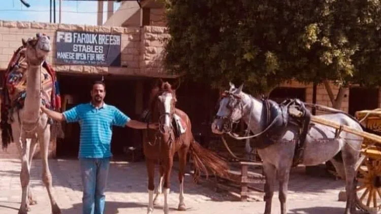 FB Stables, Cairo